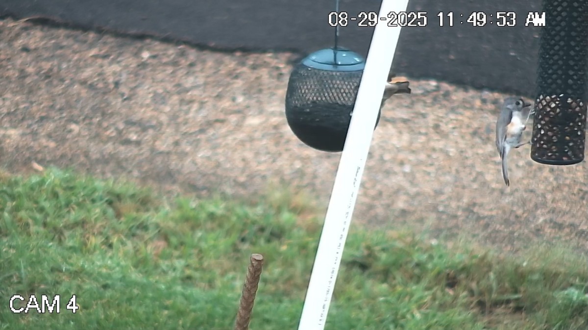 Tufted Titmouse - ML641028669