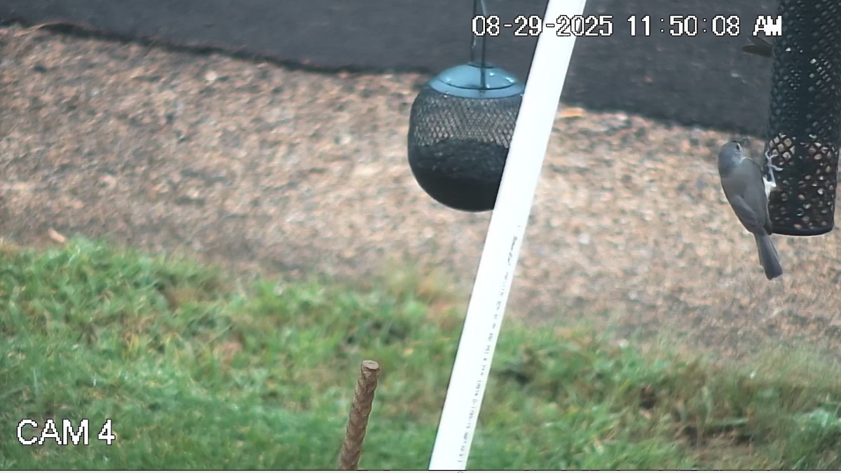 Tufted Titmouse - ML641028676