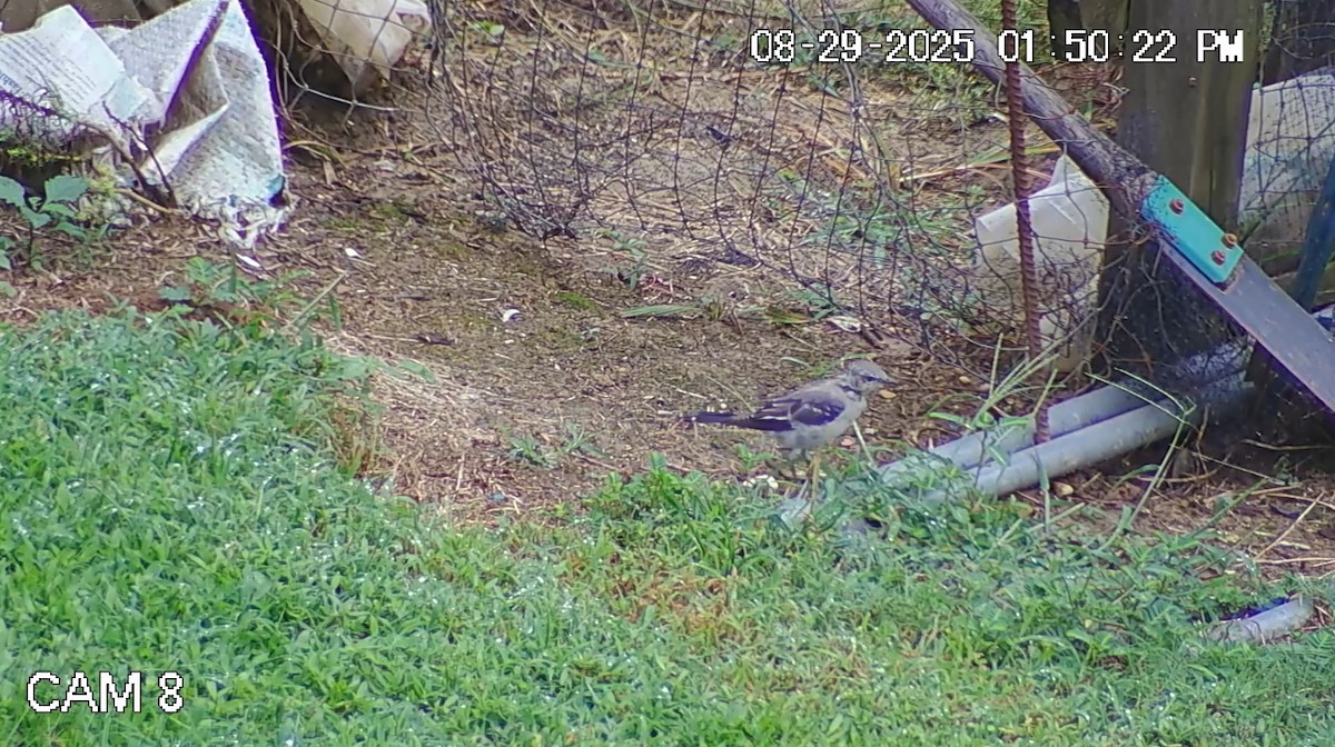 Northern Mockingbird - ML641028698