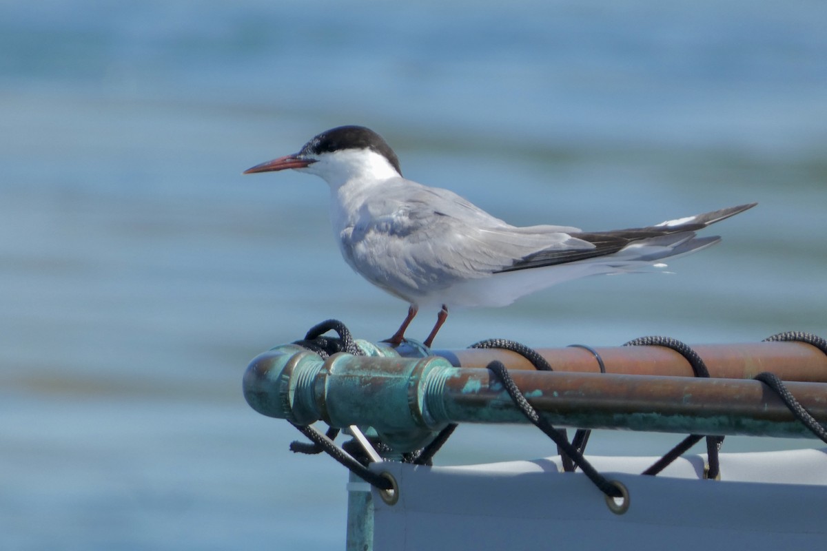 Common Tern - ML641028702