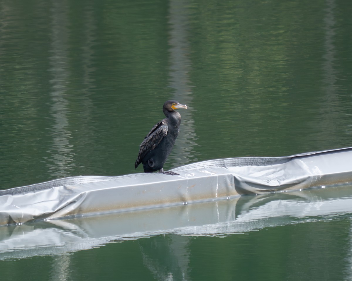 カワウ - ML641028704
