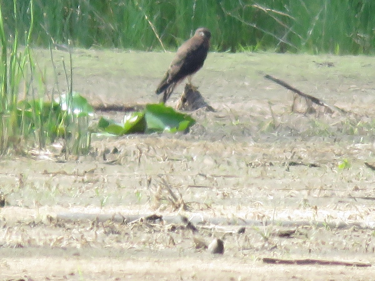 Northern Harrier - ML641028716