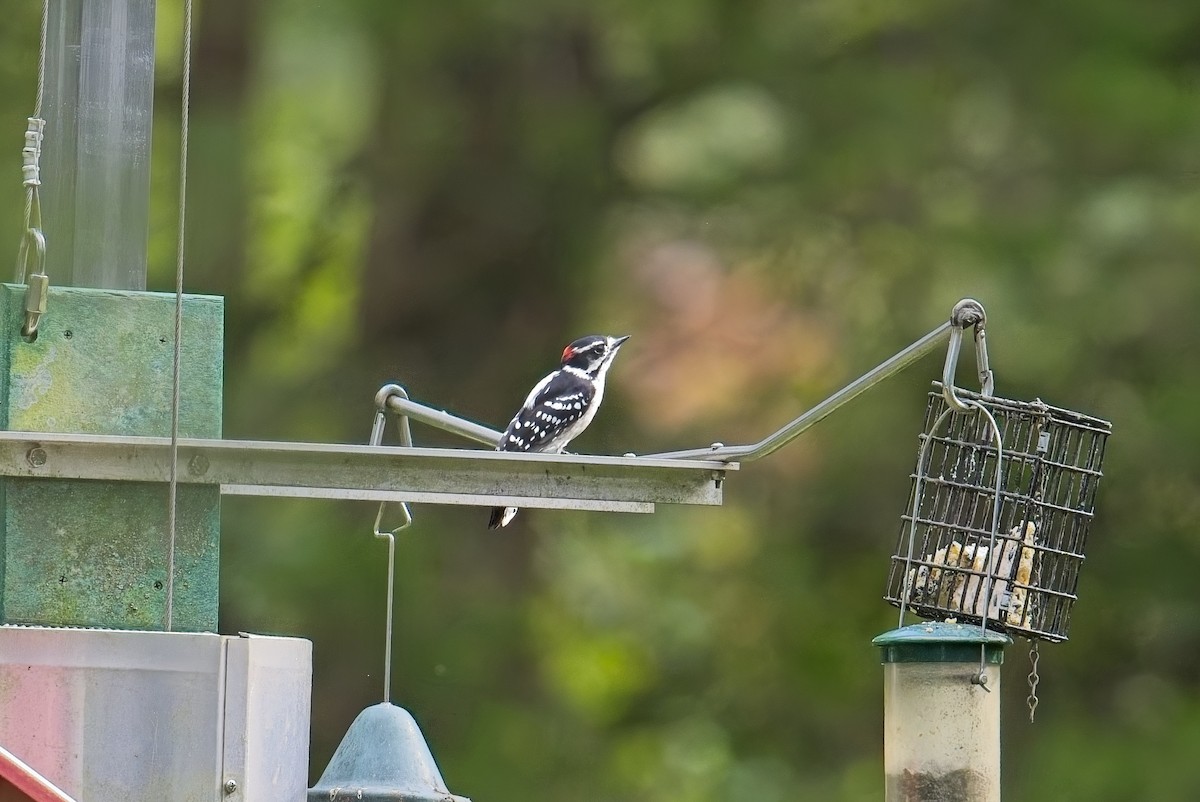 Downy Woodpecker - ML641028907