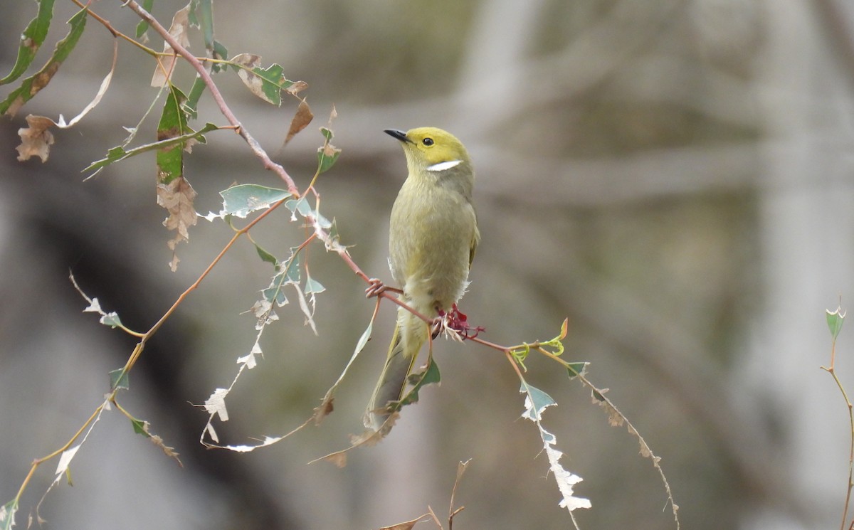 White-plumed Honeyeater - ML641028911