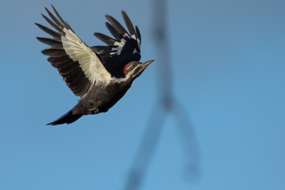 Pileated Woodpecker - ML641028912