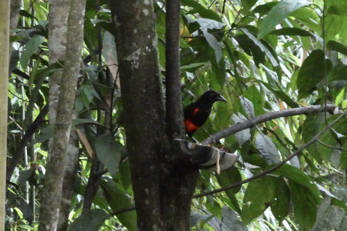 Red-bellied Grackle - ML641028984