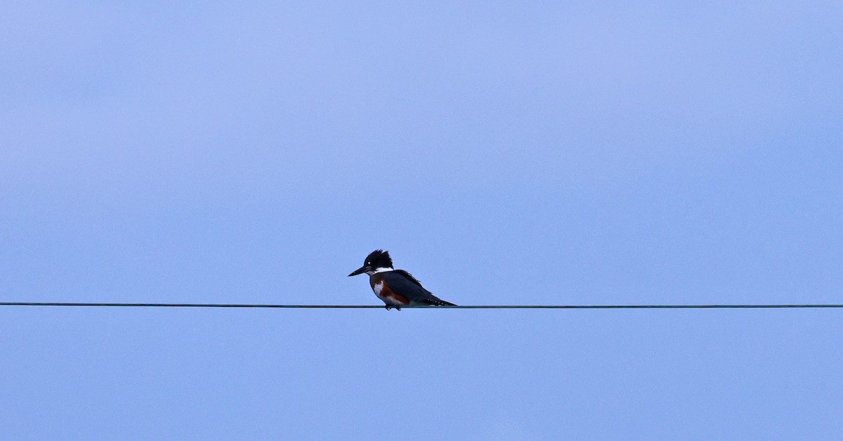 Belted Kingfisher - ML641029006