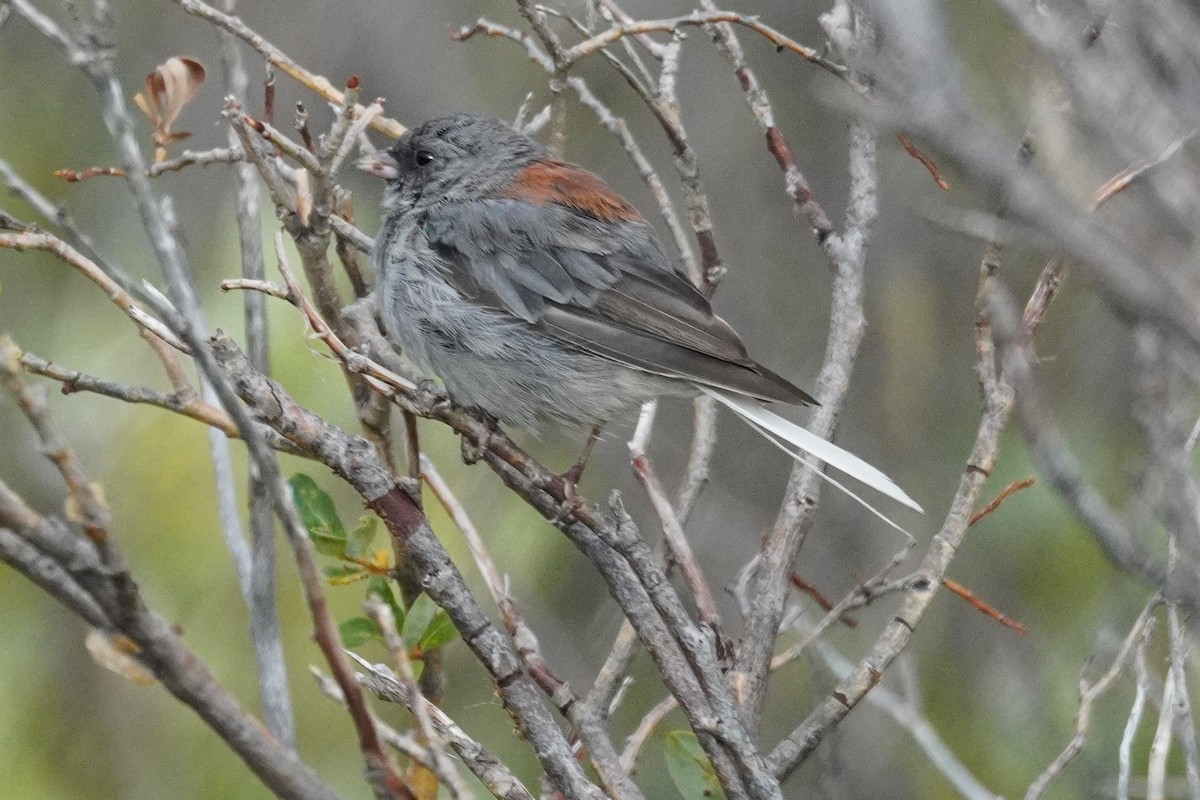 Dark-eyed Junco - ML641029043