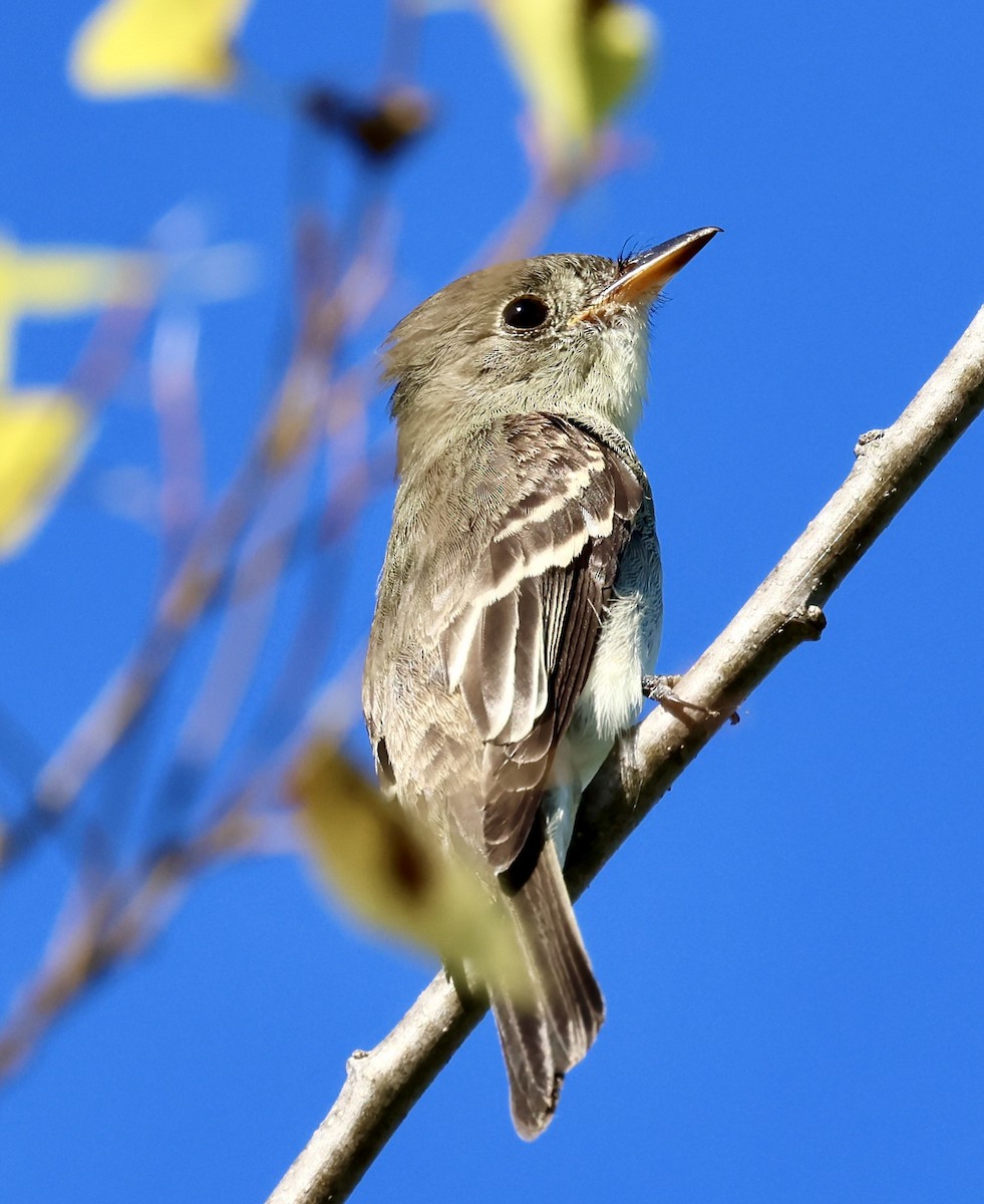 Eastern Wood-Pewee - ML641029064