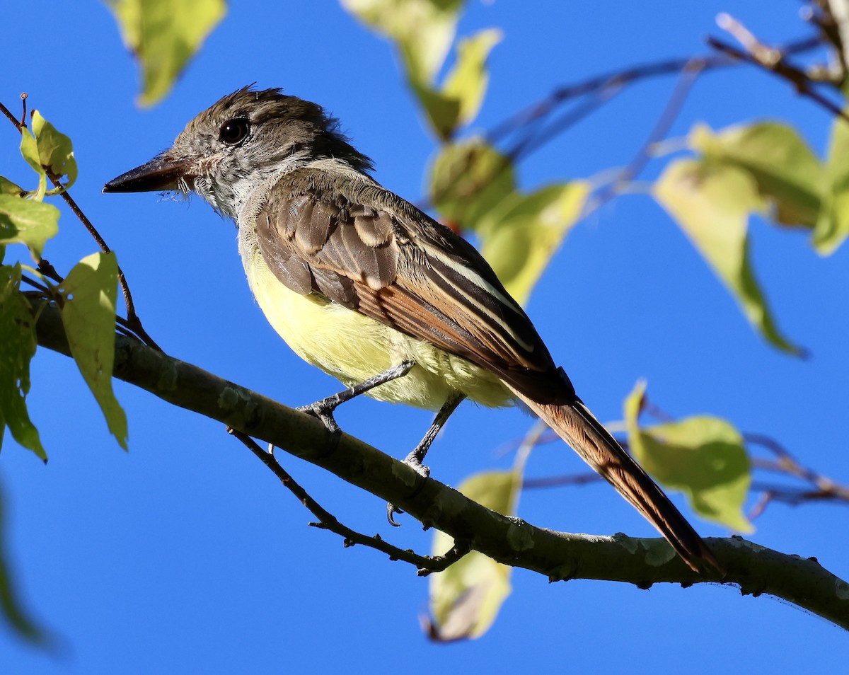 Great Crested Flycatcher - ML641029076