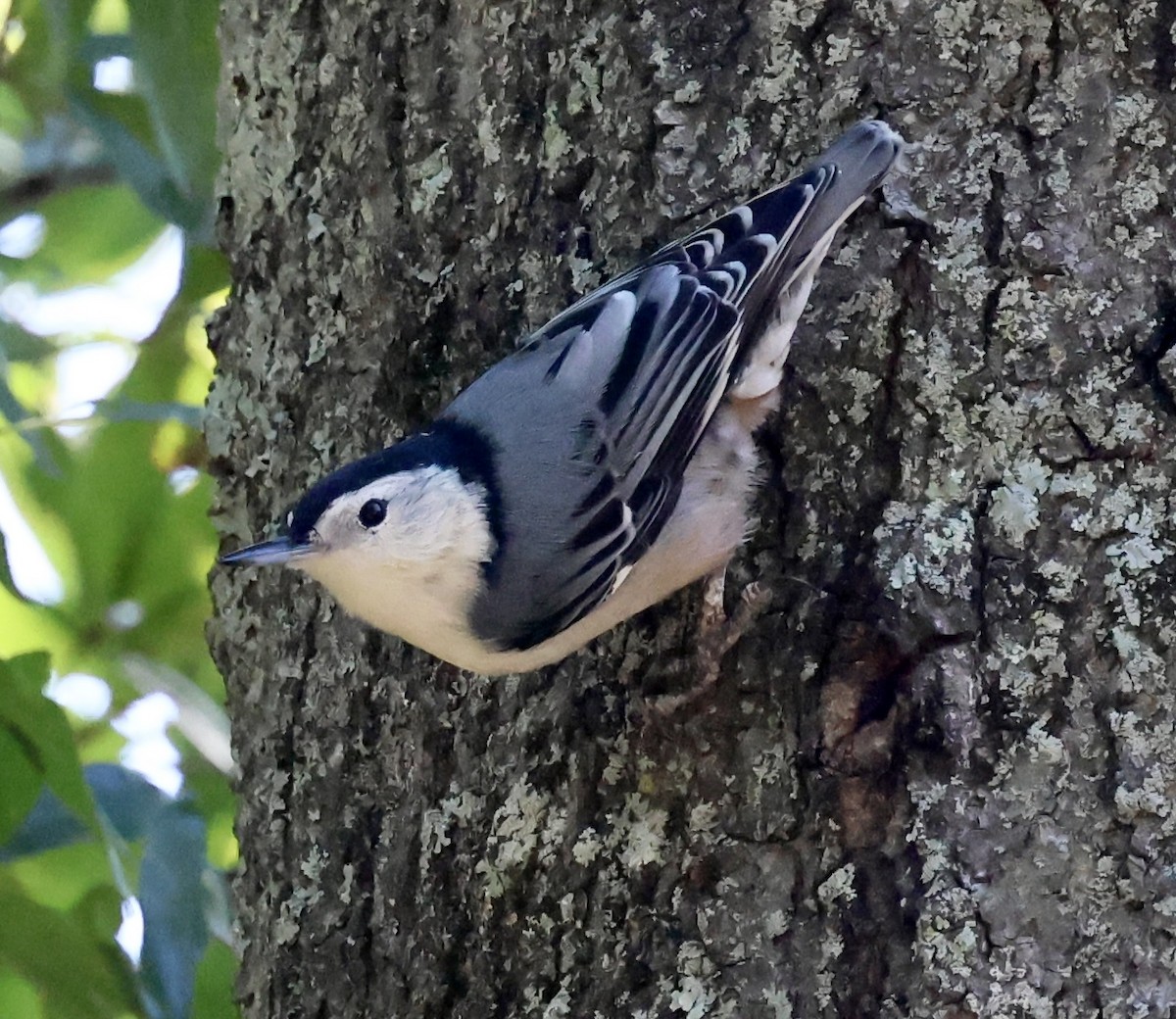 White-breasted Nuthatch - ML641029090