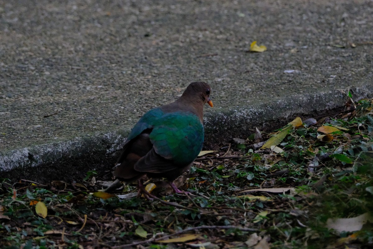 Pacific Emerald Dove - ML641029118