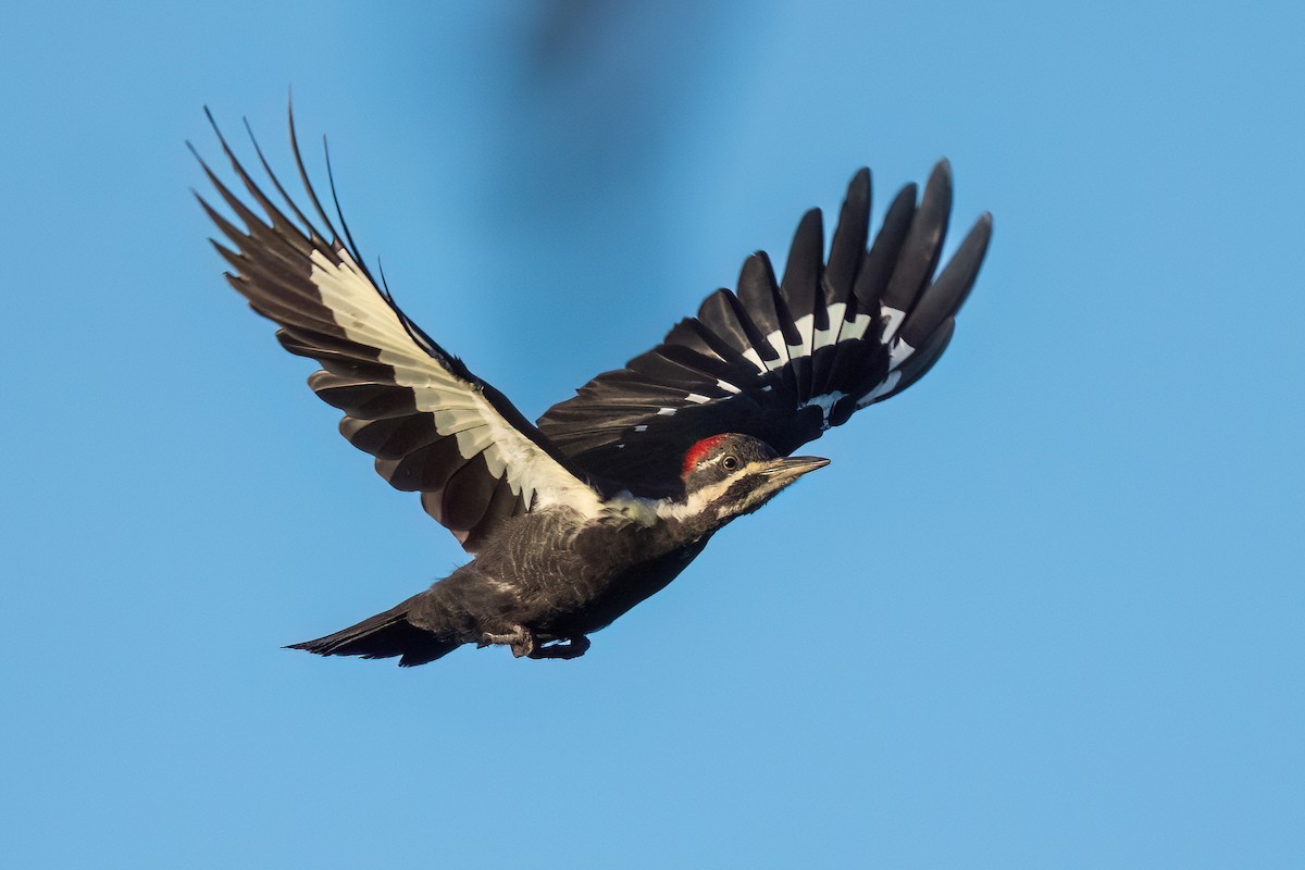 Pileated Woodpecker - ML641029119