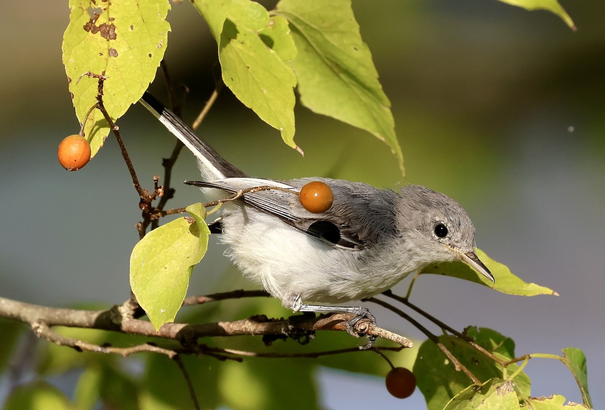 Blue-gray Gnatcatcher - ML641029124