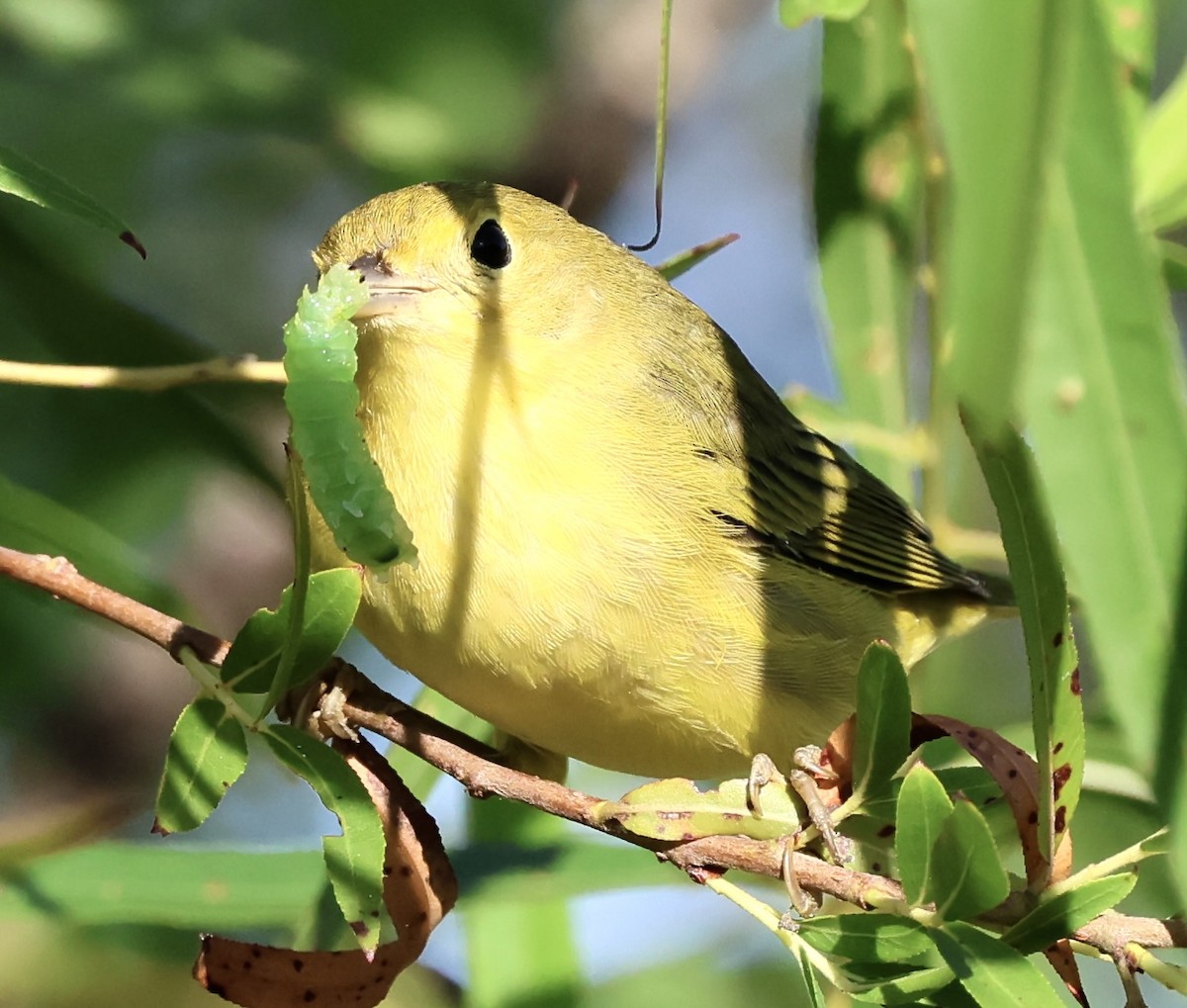 Yellow Warbler - ML641029137