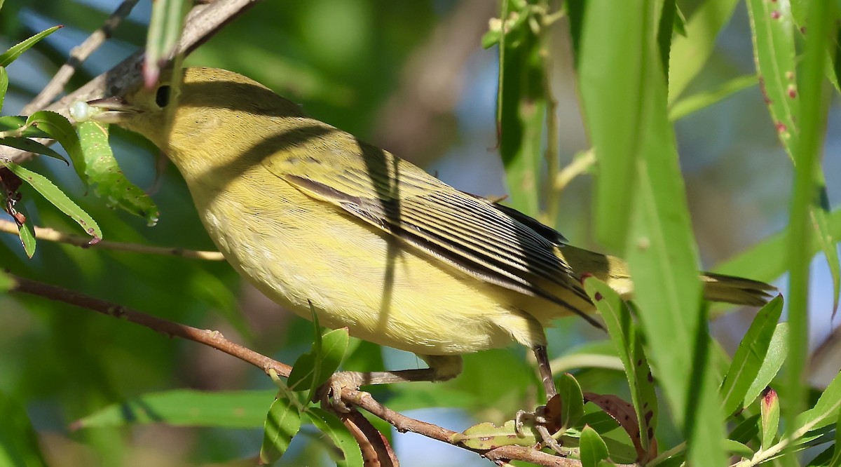 Yellow Warbler - ML641029142