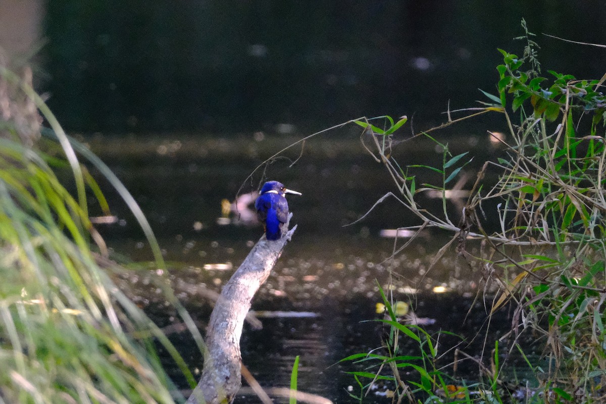 ルリミツユビカワセミ - ML641029143