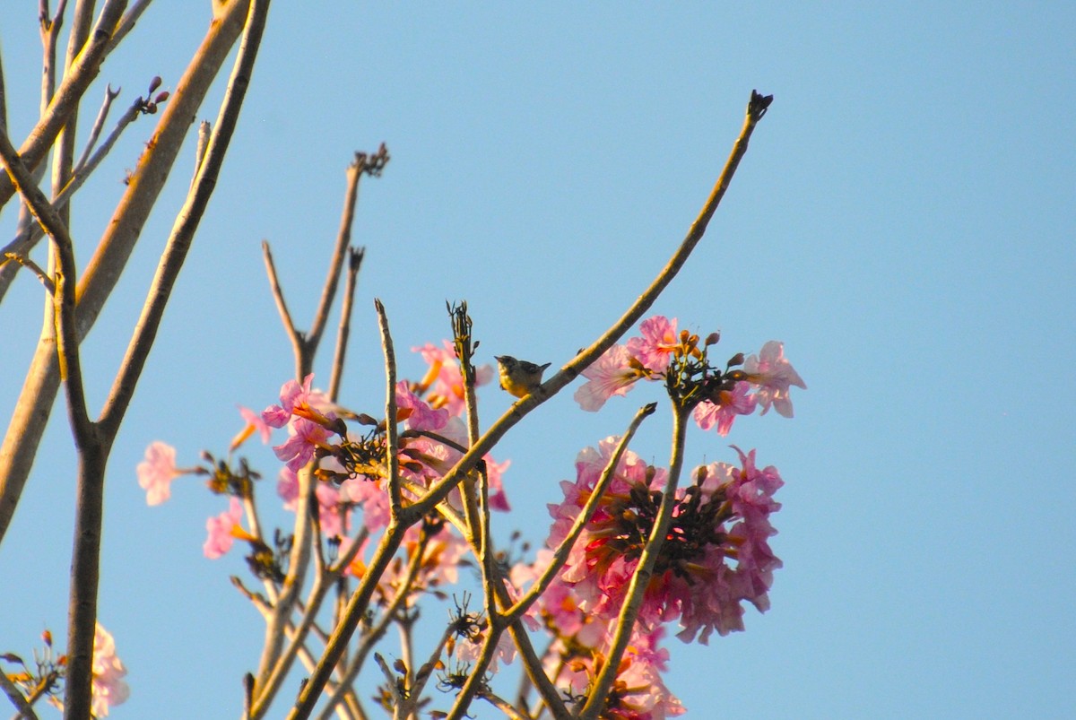 Bay-breasted Warbler - ML641029147