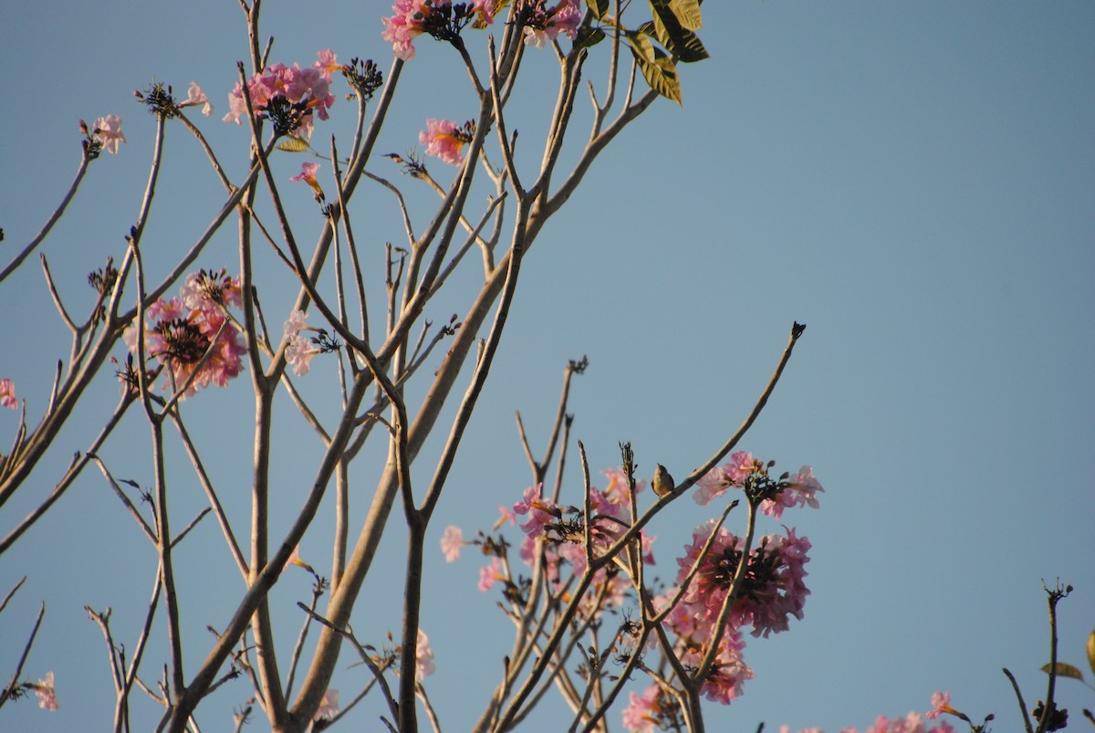 Bay-breasted Warbler - ML641029154