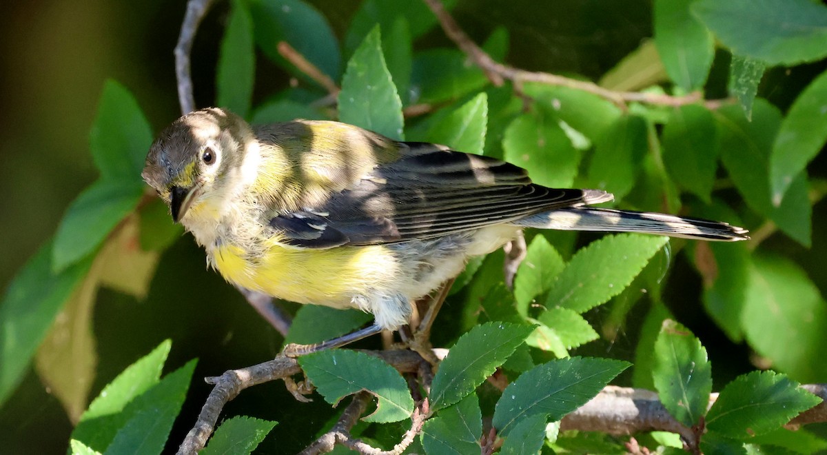 Pine Warbler - ML641029160