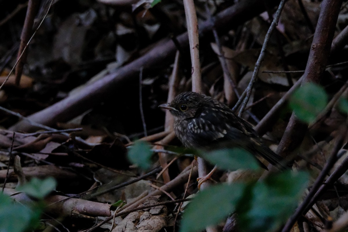 Eastern Yellow Robin - ML641029161