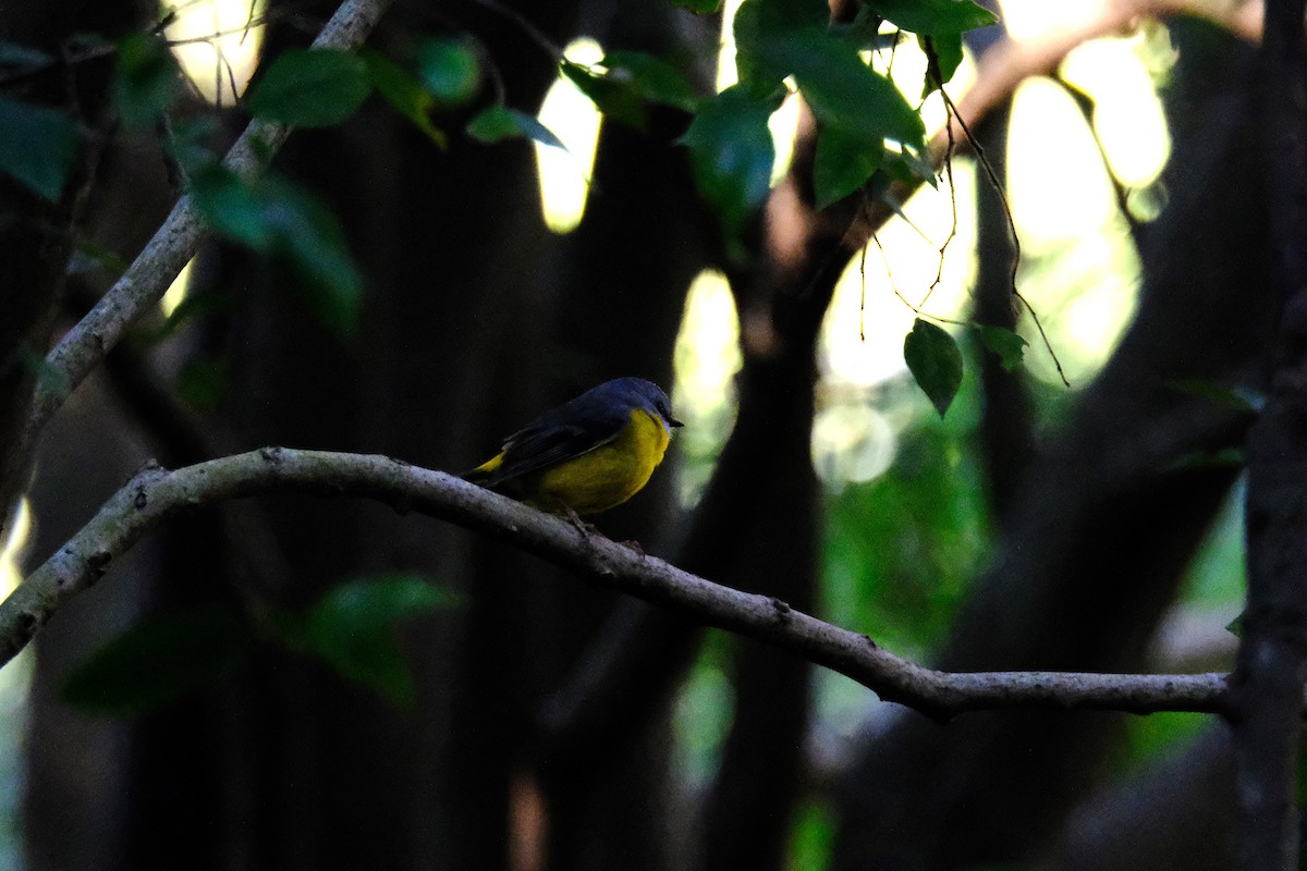 Eastern Yellow Robin - ML641029162