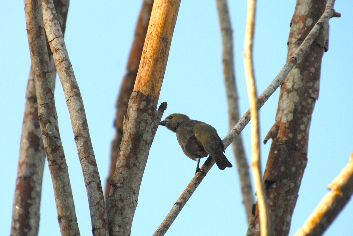 Palm Tanager - ML641029167