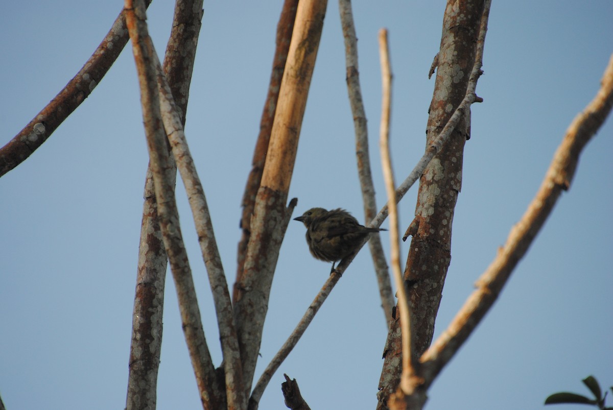 Palm Tanager - ML641029169