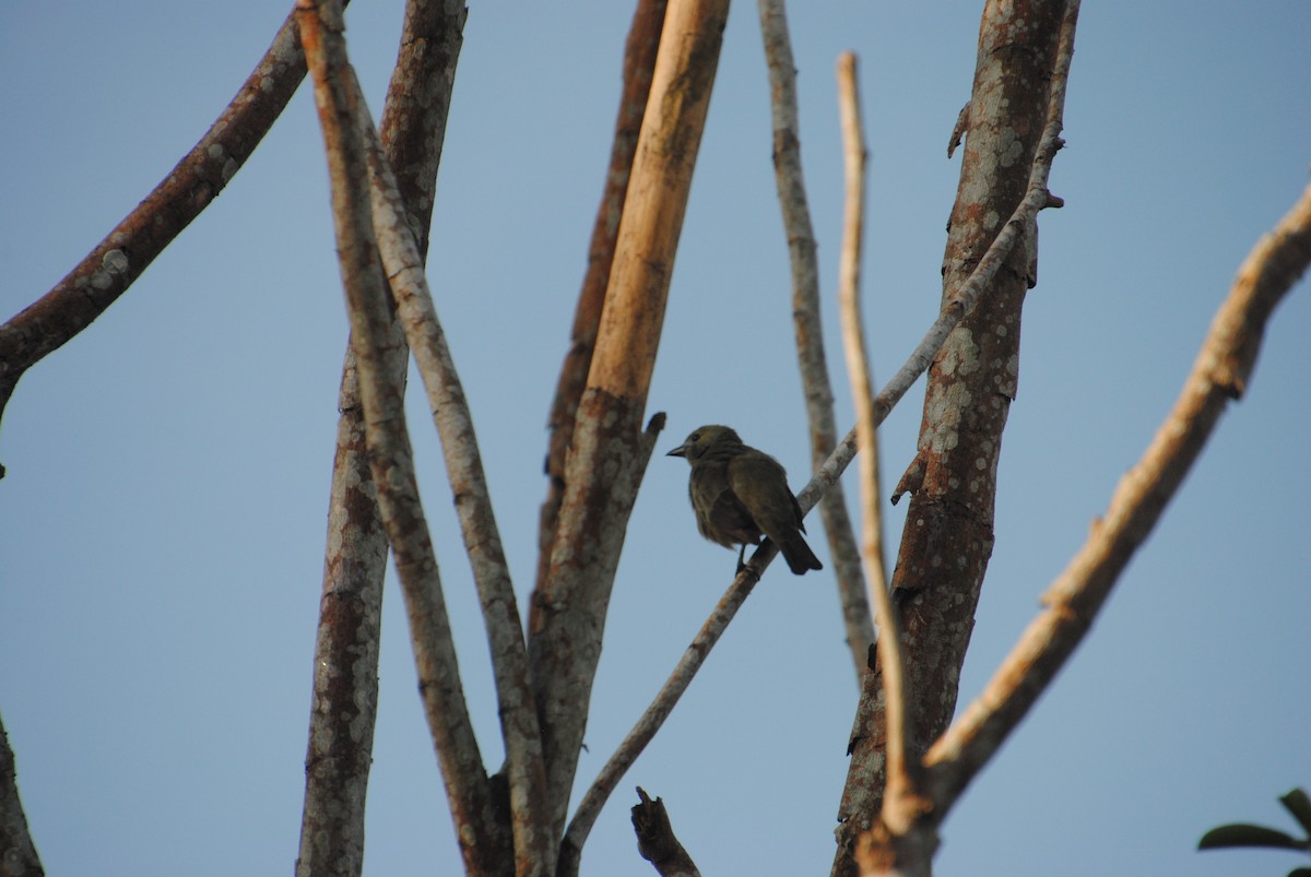 Palm Tanager - ML641029170