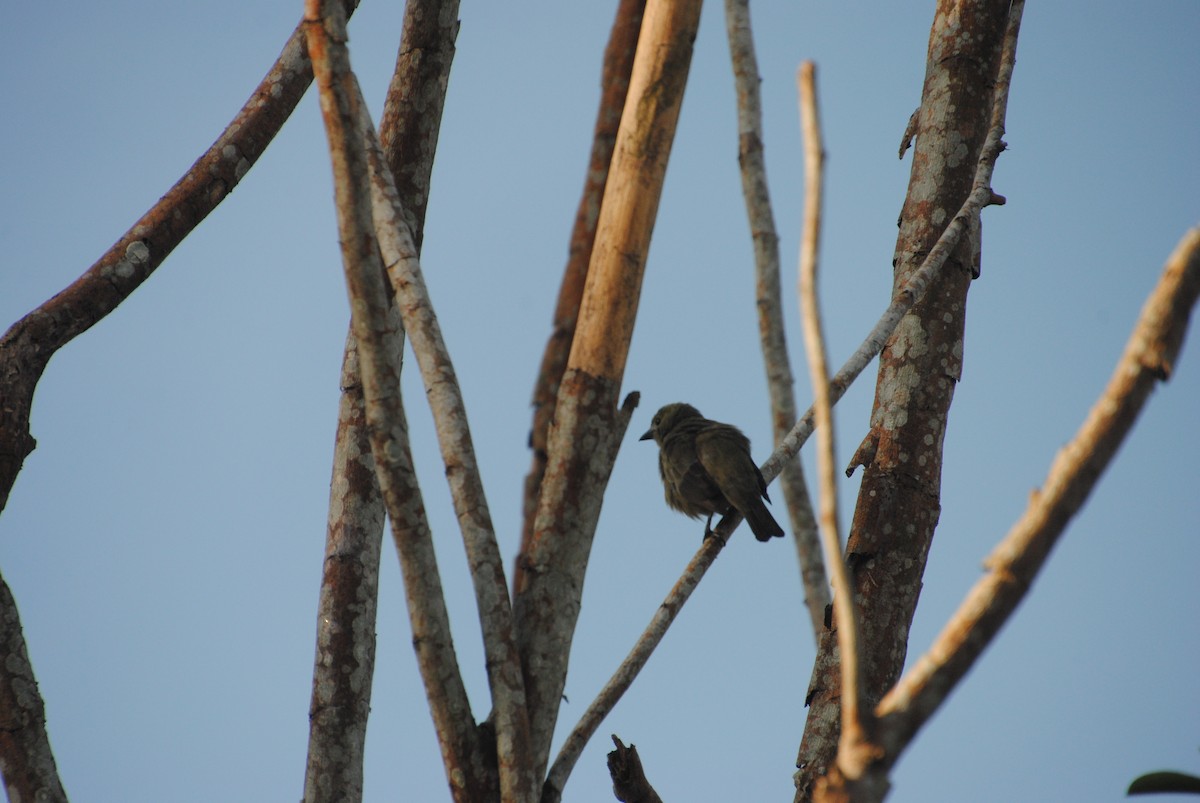 Palm Tanager - ML641029171