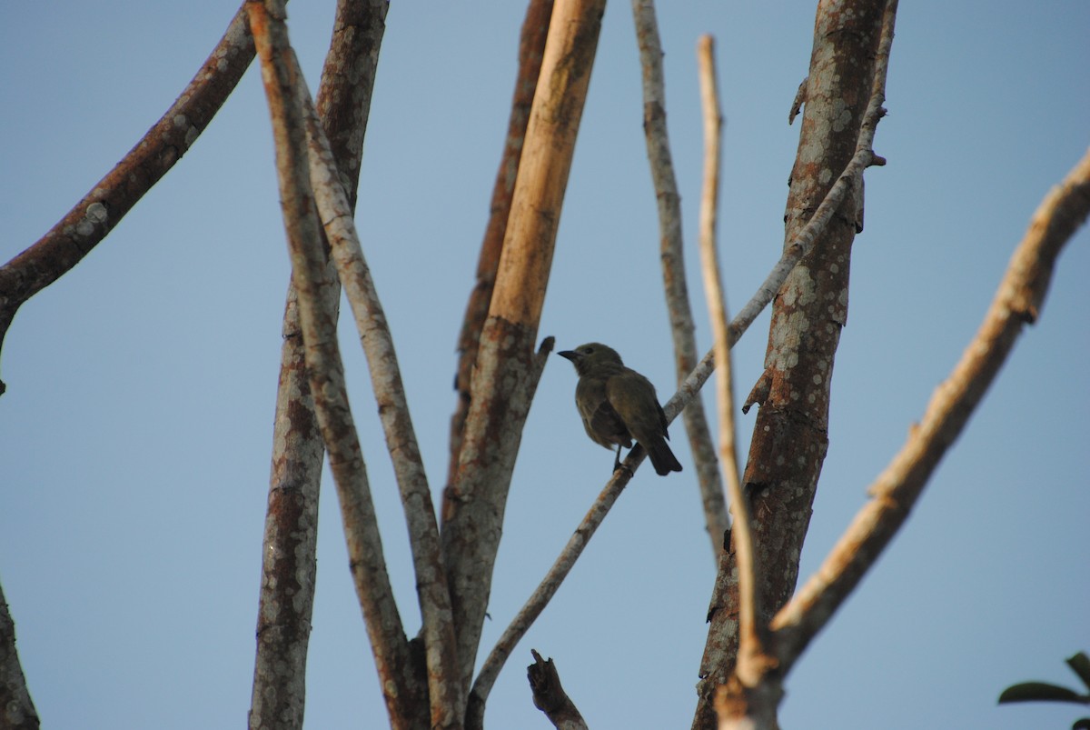 Palm Tanager - ML641029172