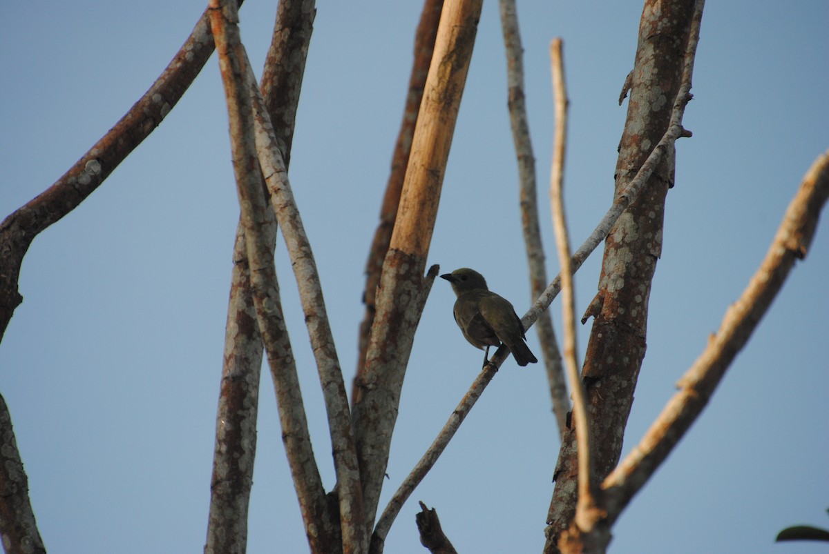Palm Tanager - ML641029173