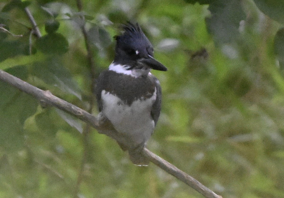 Belted Kingfisher - ML641029270