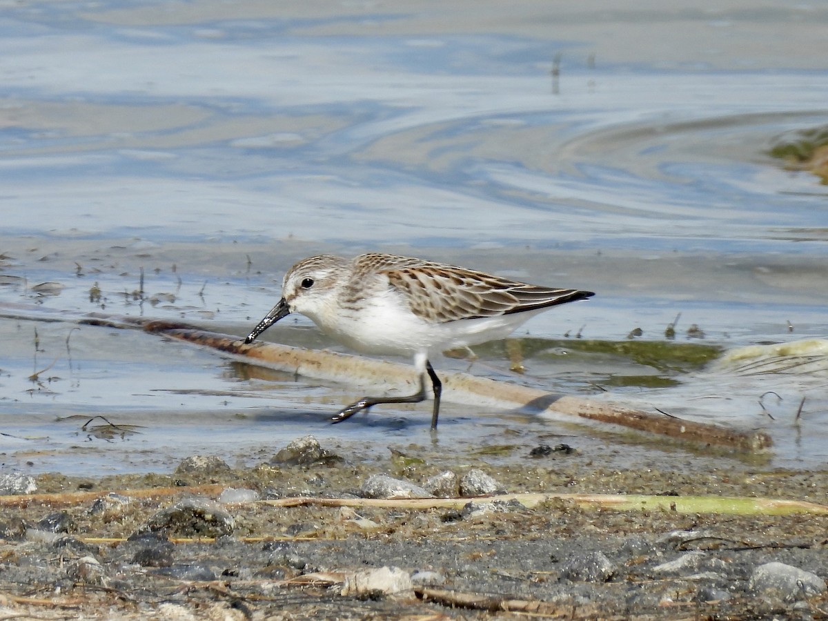 Western Sandpiper - ML641029276