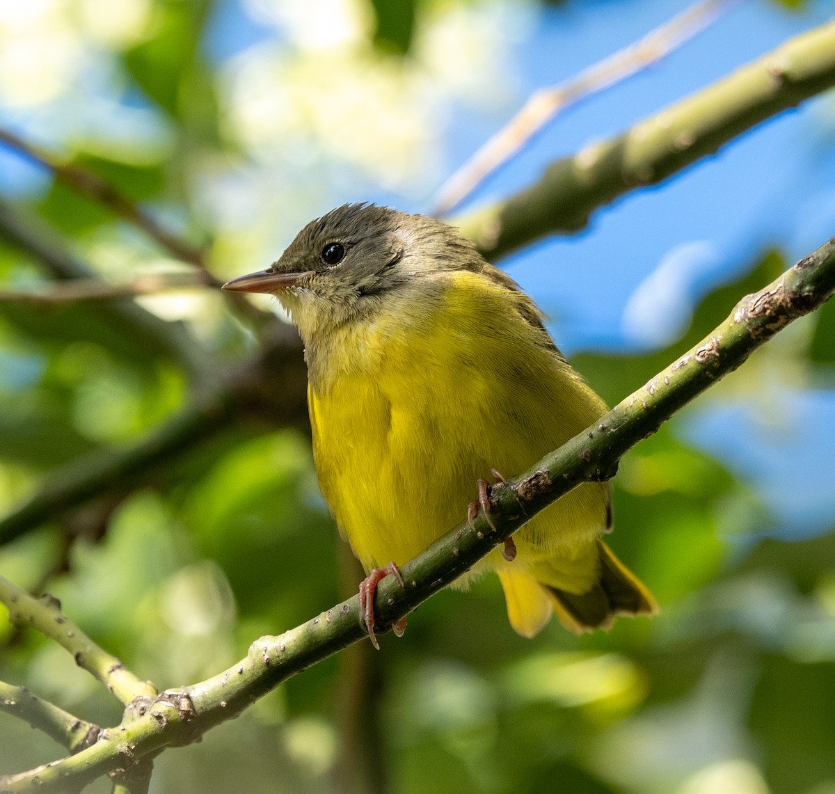 svartbrystparula - ML641029321