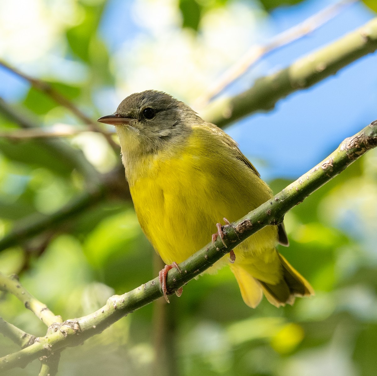 svartbrystparula - ML641029331