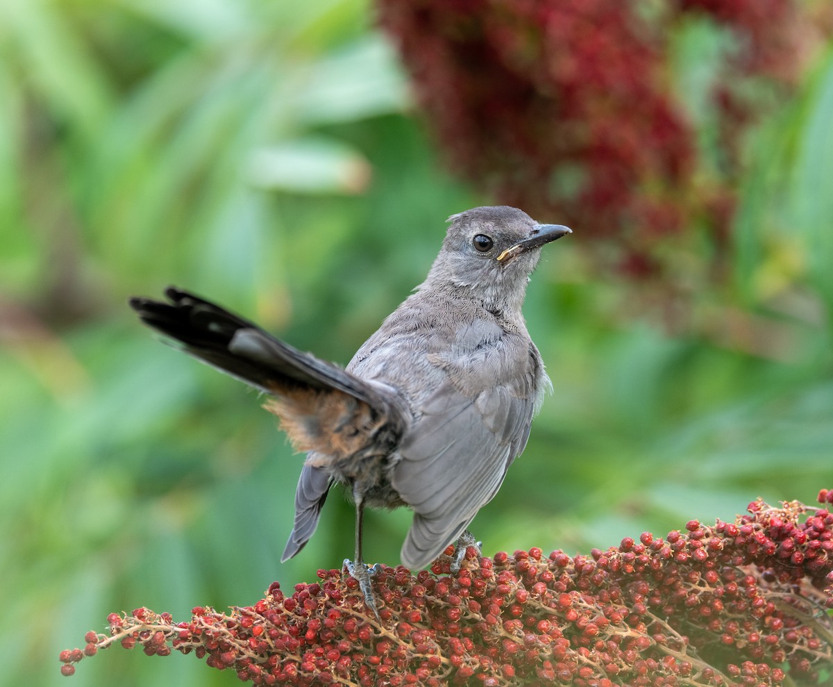 Katzenspottdrossel - ML641029383