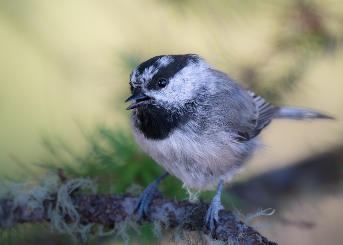 Mountain Chickadee - ML641029411