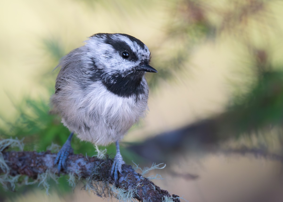 Mountain Chickadee - ML641029412