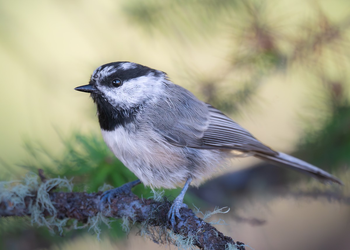 Mountain Chickadee - ML641029413