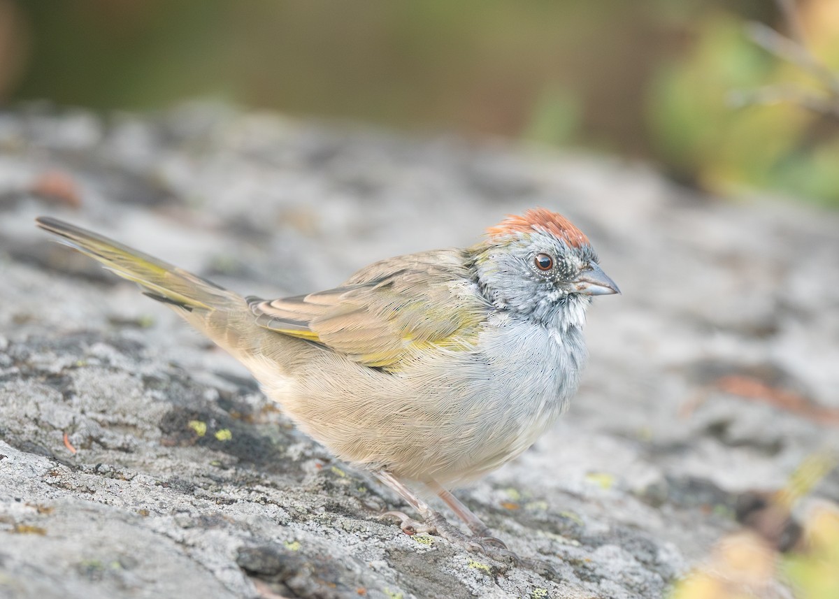 Green-tailed Towhee - ML641029436