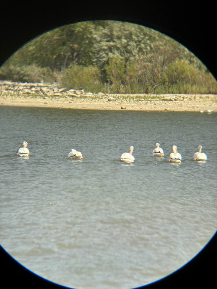 American White Pelican - ML641029455