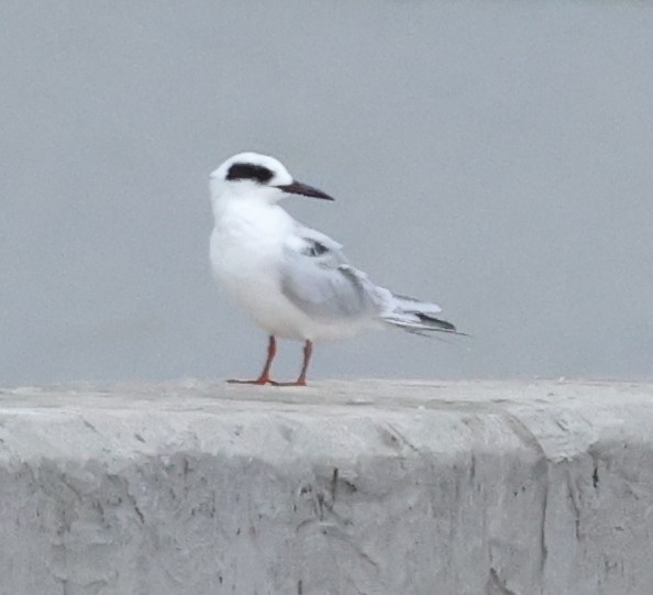 Forster's Tern - ML641029473