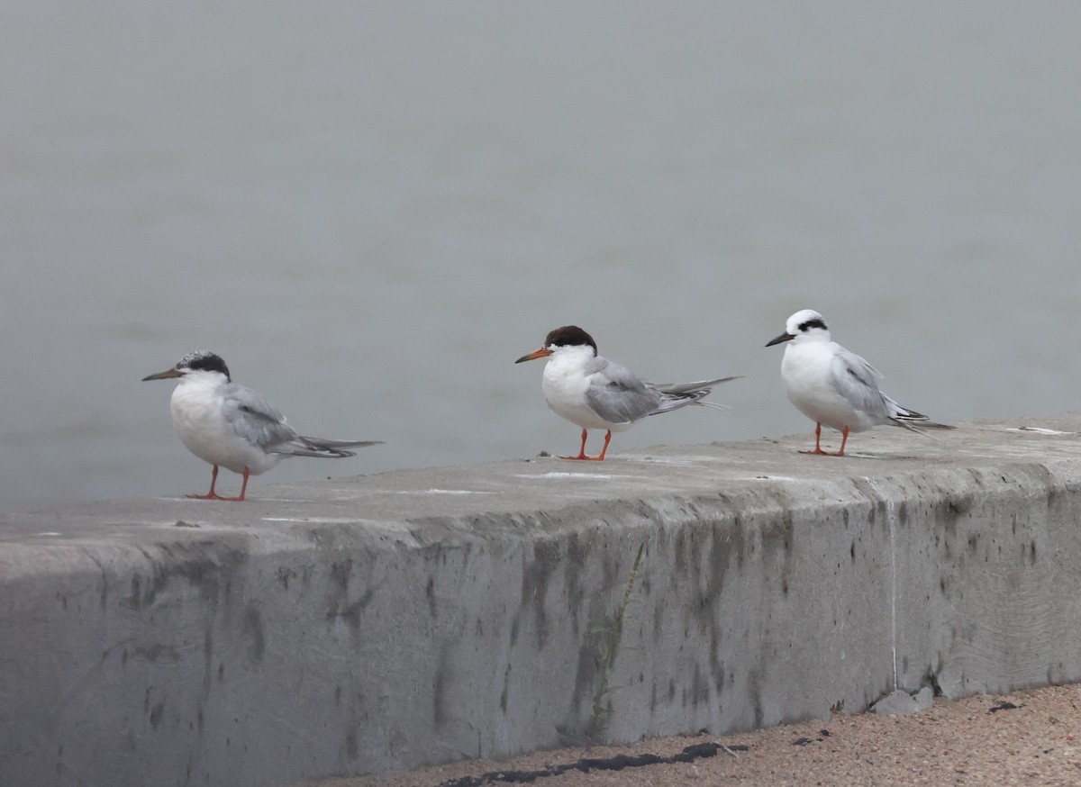 Forster's Tern - ML641029474