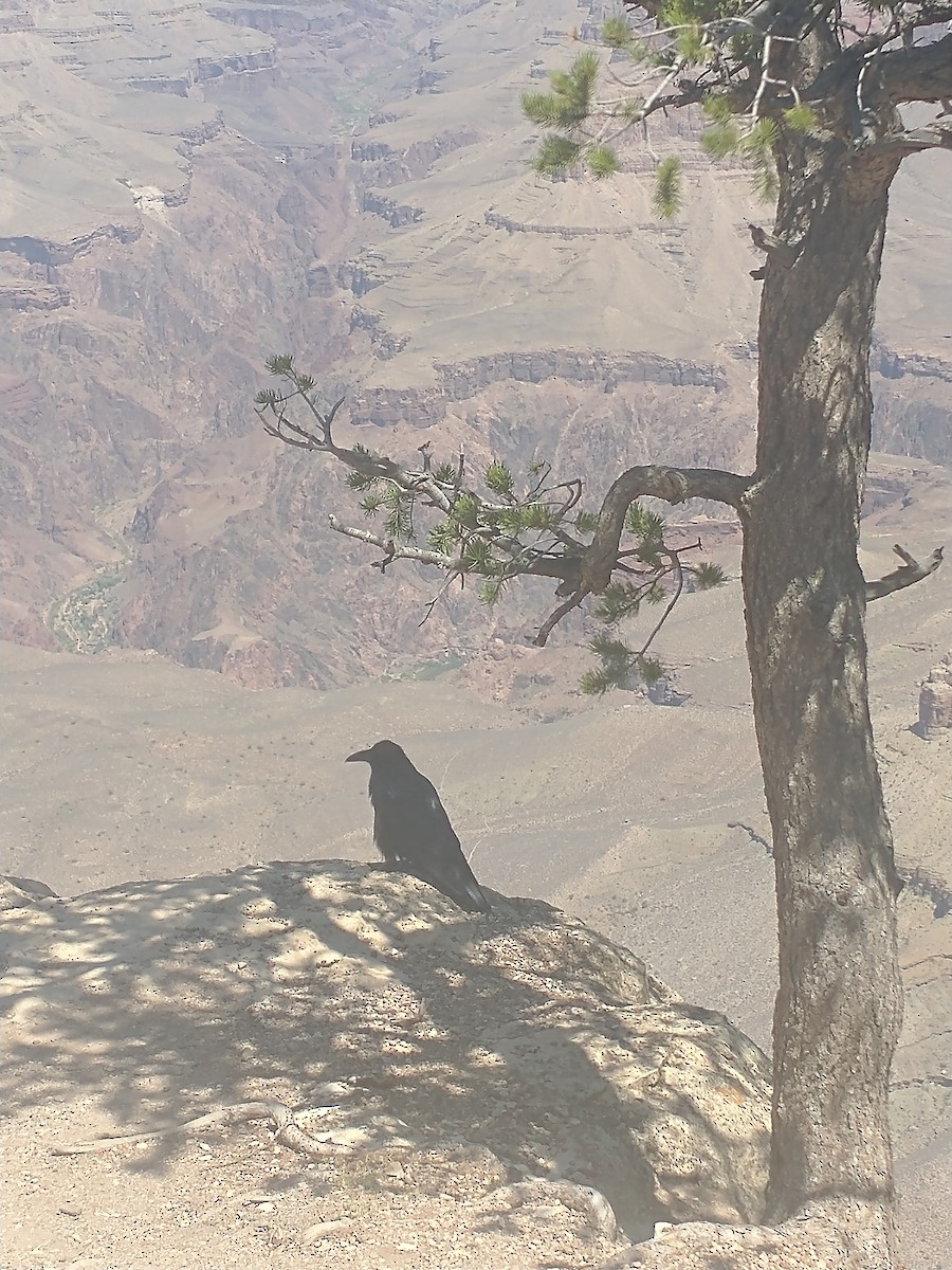Grand Corbeau - ML641029489