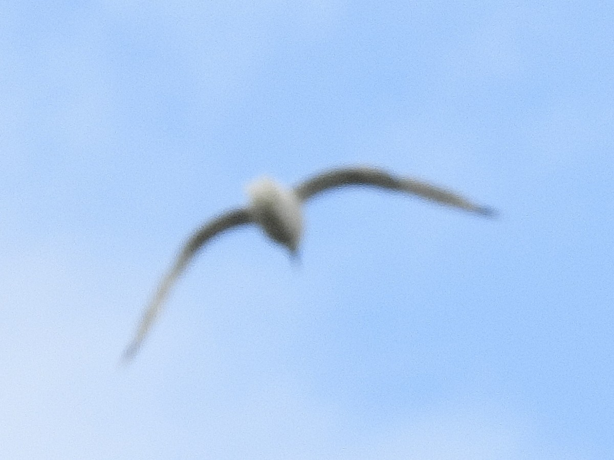 racek sp. - ML641029515