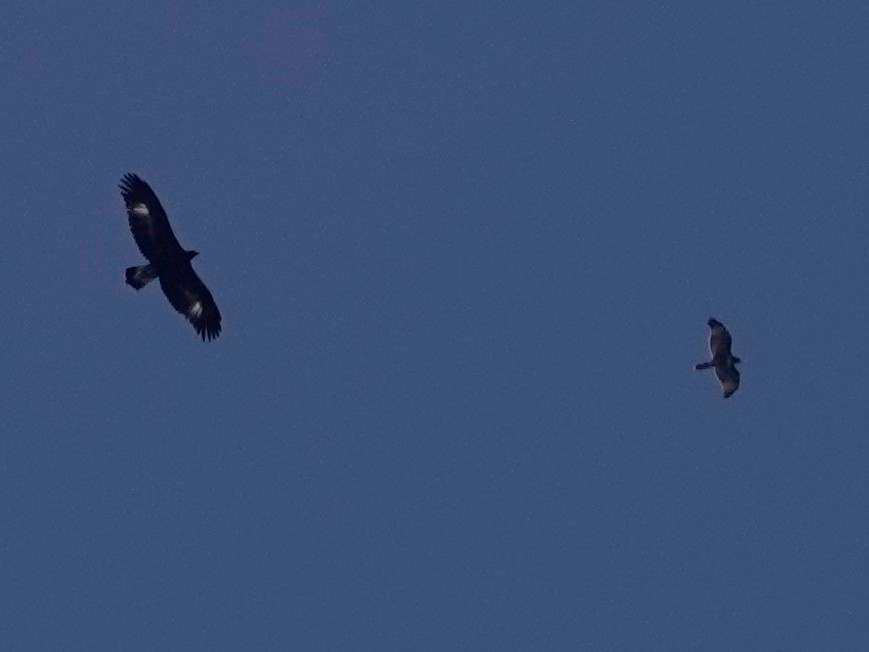 Red-tailed Hawk - ML641029528