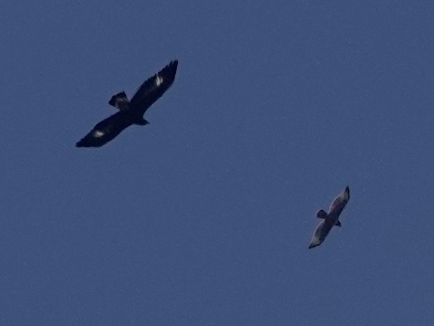 Red-tailed Hawk - ML641029532