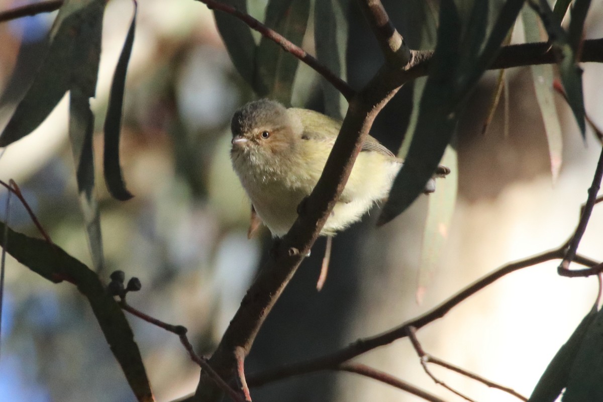 Weebill - ML641029549