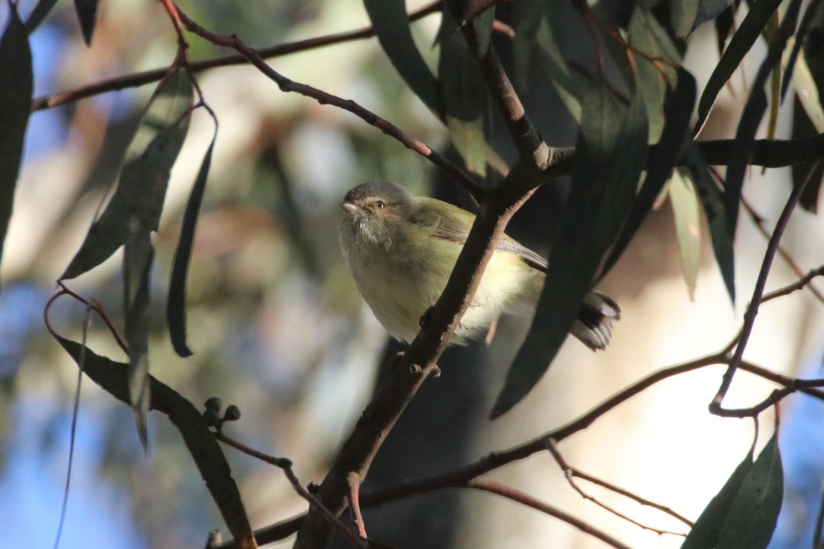Weebill - ML641029550